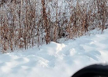 Пару любопытных рысей сняли в Приамурье