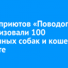 Врачи приютов «Поводог» стерилизовали 100 бездомных собак и кошек в Тайшете