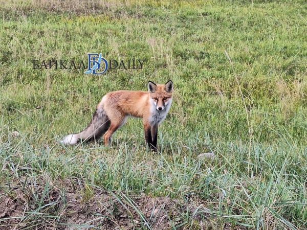 На полевую базу Баргузинского заповедника в Бурятии наведываются лисицы