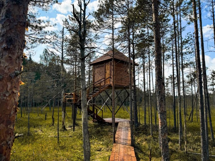 В Новгородской области появилась первая вышка для фотоохоты