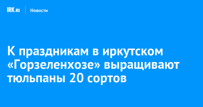 К праздникам в иркутском «Горзеленхозе» выращивают тюльпаны 20 сортов