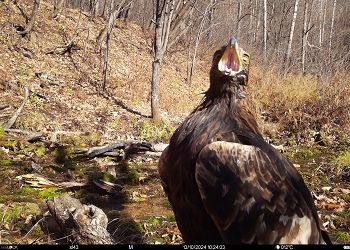 В Хинганском заповеднике сняли беркута, который покричал на камеру