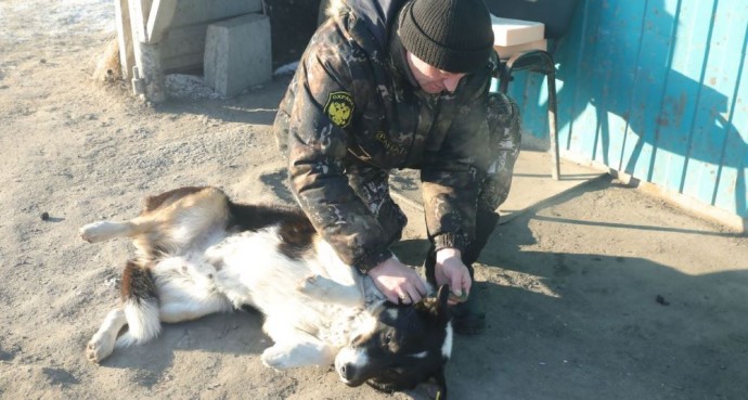 В Новосибирске хвостатым охранникам полигонов ТБО надели ошейники