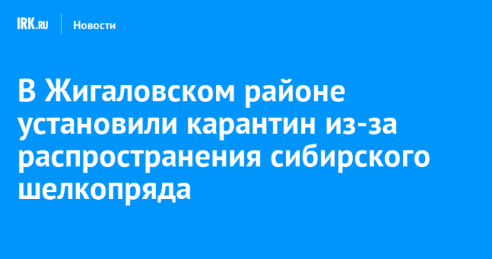 В Жигаловском районе установили карантин из-за распространения сибирского шелкопряда