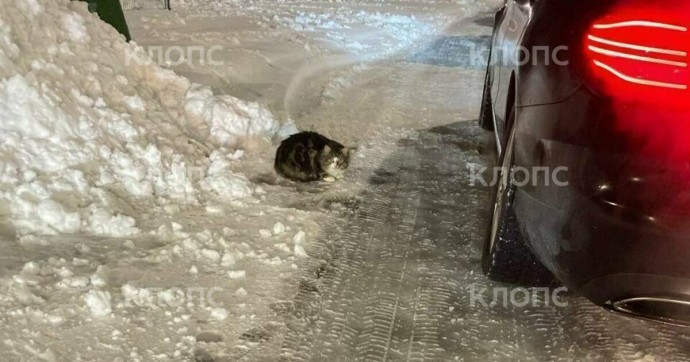 «Туда-сюда ходит, бедолага, ждёт хозяина»: на погранпереходе в Мамоново оставили домашнего кота — очевидцы