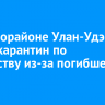 В микрорайоне Улан-Удэ ввели карантин по бешенству из-за погибшей лисы