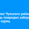 В поселке Чунского района медведь повредил заборы и задрал куриц