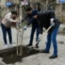 В Астрахани посадят ели и шестиметровые тополя