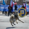 Кинологи назвали главные ошибки хозяев на прогулке, которые негативно влияют на собак