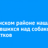 В Тулунском районе нашли издевавшихся над собакой подростков