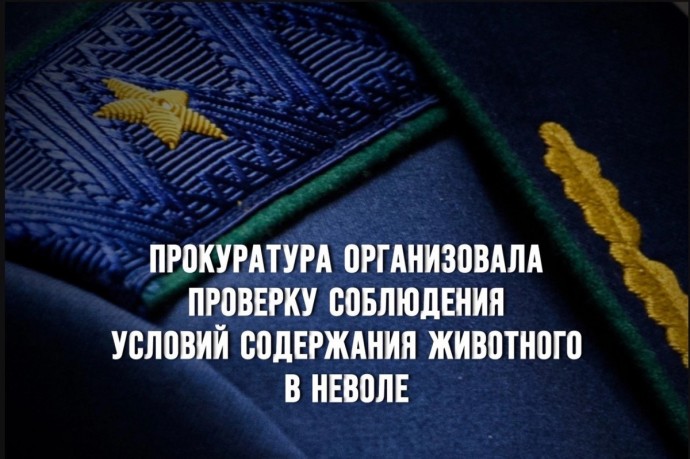 Прокуратура организовала проверку соблюдения условий содержания дикого животного в неволе