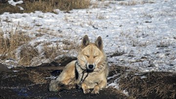 Суд рассмотрит спор о неудачной покупке помеси волка и собаки