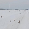 Охоту на пернатую дичь закрыли в Приамурье