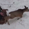 В Бурятии объяснили, как косуля попала в город