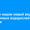 Ученые нашли новый вид эндемичных водорослей в Байкале