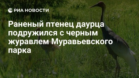 Раненый птенец даурца подружился с черным журавлем Муравьевского парка