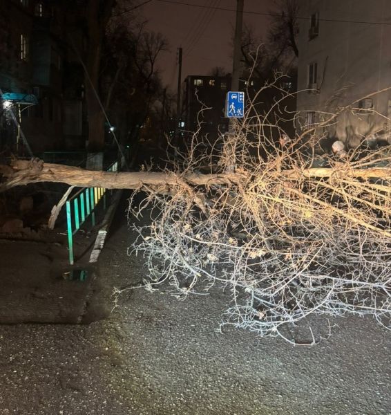 Дерево перегородило дорогу в Астрахани 