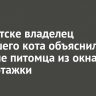 В Иркутске владелец погибшего кота объяснил падение питомца из окна многоэтажки