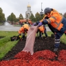 В столице начали готовить городские цветники к зиме