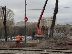 В городе спилят ещё 78 деревьев: адреса