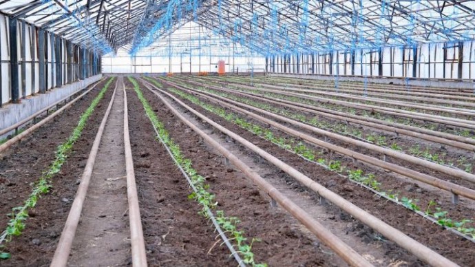В теплицах астраханского фермера растёт новый урожай огурцов