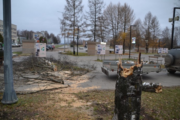 В сквере из-за сильного ветра рухнуло дерево