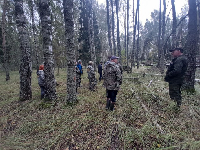 Лесопатологические обследования в Ярославской области провели на площади около 2900 гектаров