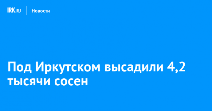 Под Иркутском высадили 4,2 тысячи сосен