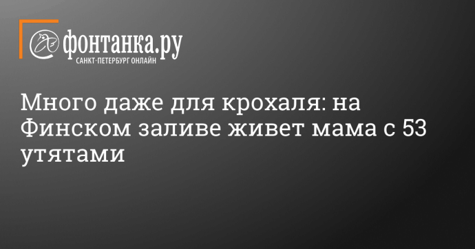 Много даже для крохаля: на Финском заливе живет мама с 53 утятами