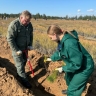 В Бурятии высадили 60 тысяч сеянцев сосны