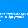 190 тысяч молодых деревьев высадили в Иркутской области