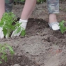 70-летняя курянка выращивала больше 1400 кустов марихуаны у себя на участке