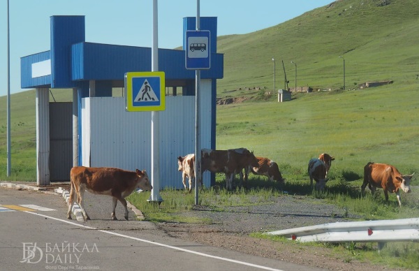 В прибрежном районе Бурятии дали свободу коровам