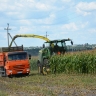 В Корочанском районе продолжают уборку силосной кукурузы