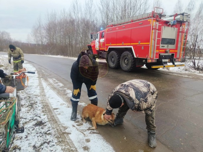 В Ярославской области спасли провалившуюся под лед собаку