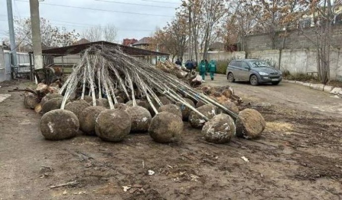 Где планируют высадить большие деревья в Астрахани