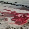 Каспийское море стало красным 