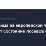 Теплая зима на европейской части РФ ухудшает состояние посевов озимого зерна