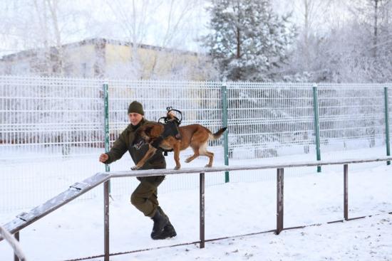 Площадку для выгула и дрессировки собак обустроили в иркутском микрорайоне Зеленый