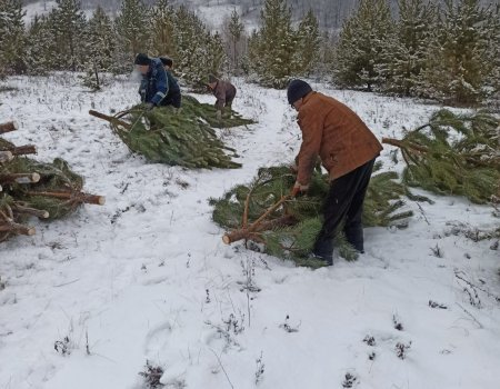 Где купить живую ель в Уфе