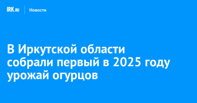 В Иркутской области собрали первый в 2025 году урожай огурцов