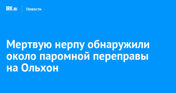 Мертвую нерпу обнаружили около паромной переправы на Ольхон