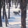 Амурский охотник снял пробежку северного оленя