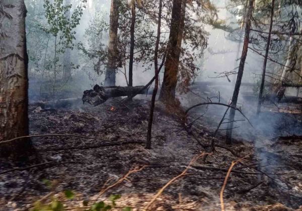 Леса в Бурятии горят на площади более 600 га