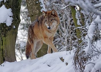 Волки повадились в северный поселок в Амурской области