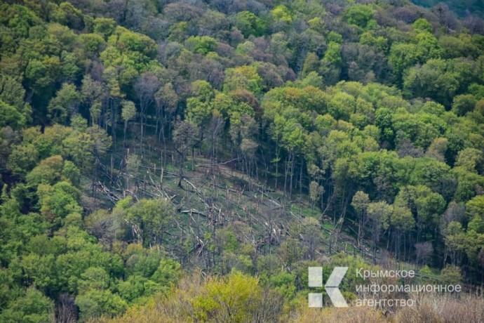 Запрет на посещение лесов в Крыму продлили до конца августа