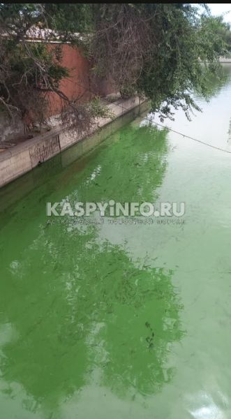 В Астрахани вода в городских каналах резко стала зелёной