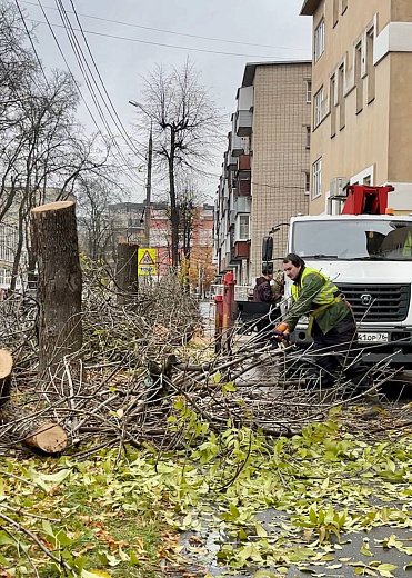 В Ярославле спилят около 2 тысяч аварийных деревьев