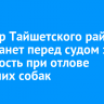 Экс-мэр Тайшетского района предстанет перед судом за халатность при отлове бродячих собак