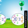 Созданы одноатомные электрокатализаторы получения высокочистого водорода